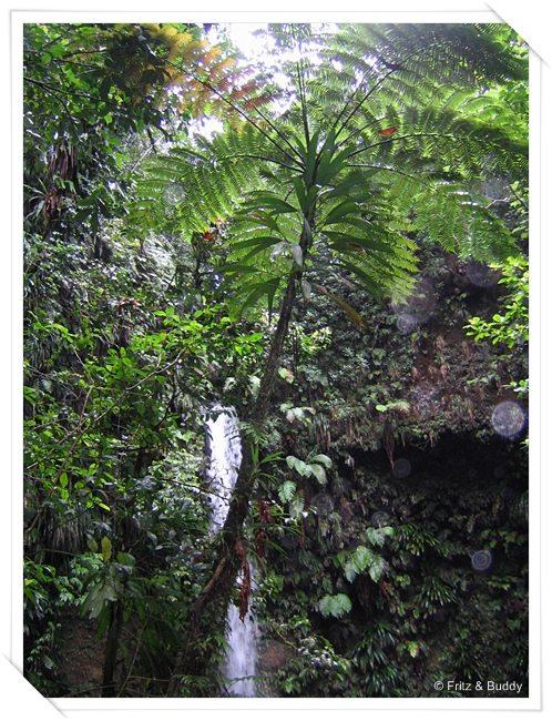 100 0078 Baumfarn, Wanderung, Dominica